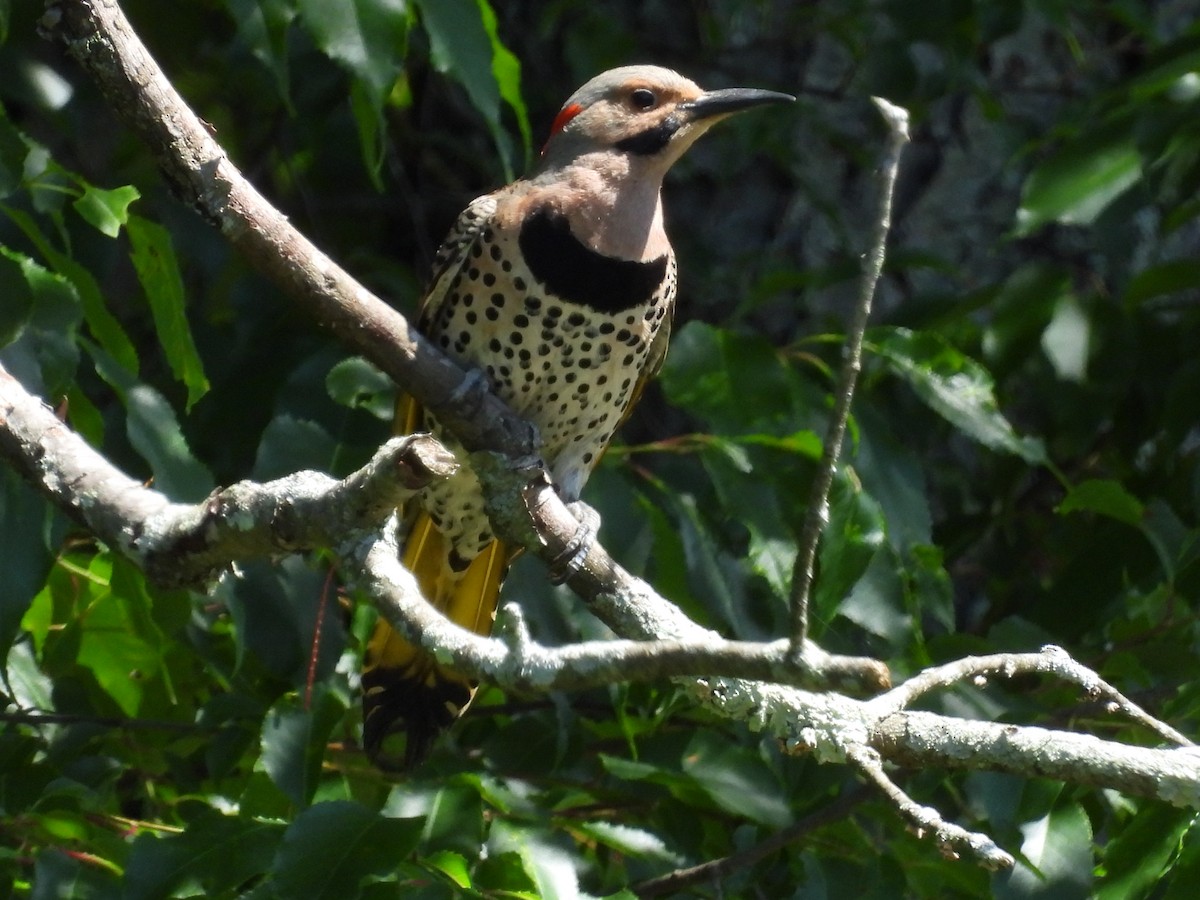 Northern Flicker - ML620495508