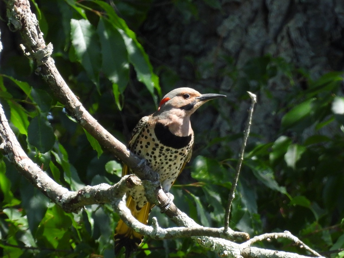 Northern Flicker - ML620495510