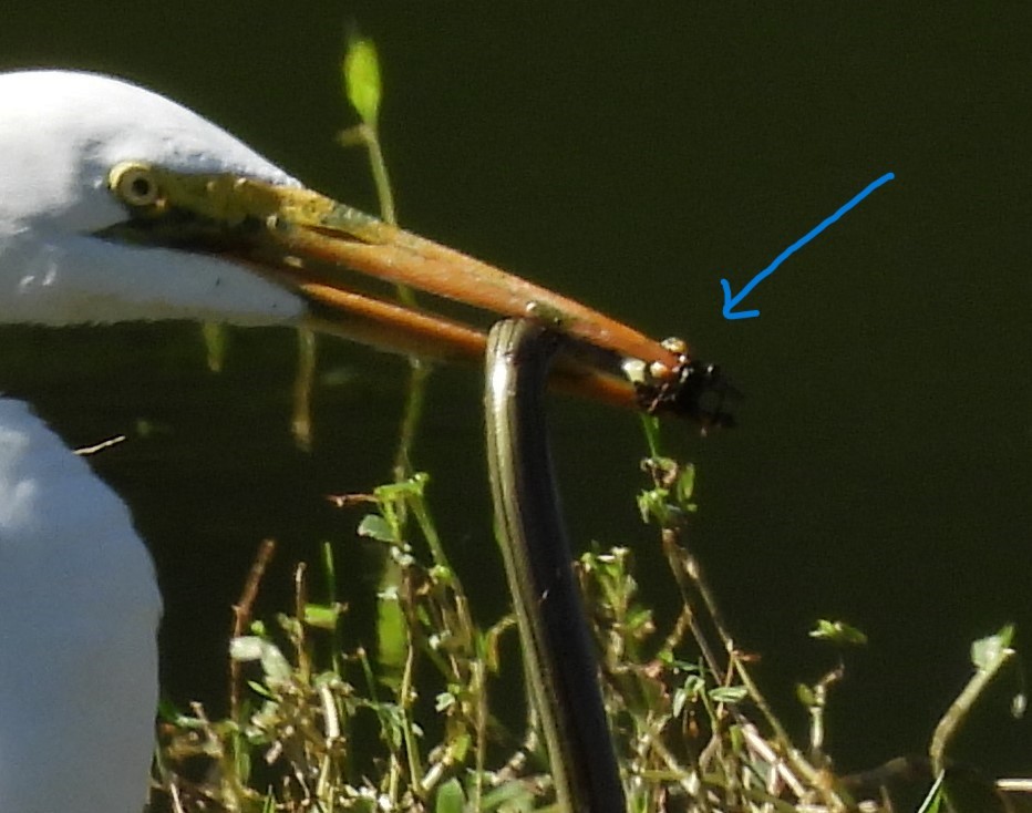 Great Egret - ML620495513