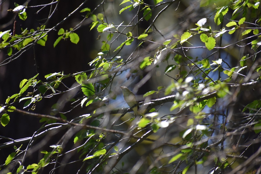 Warbling Vireo - ML620495514