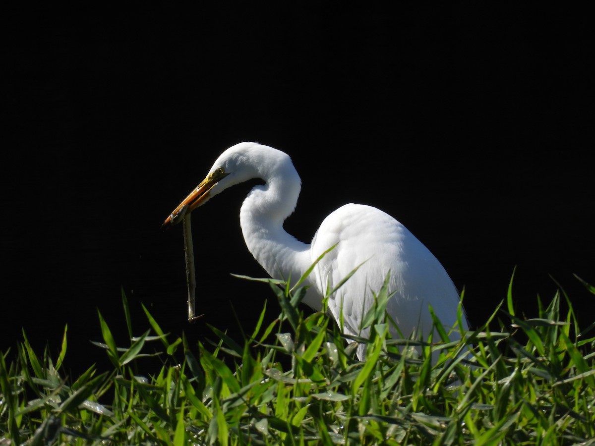 Great Egret - ML620495515