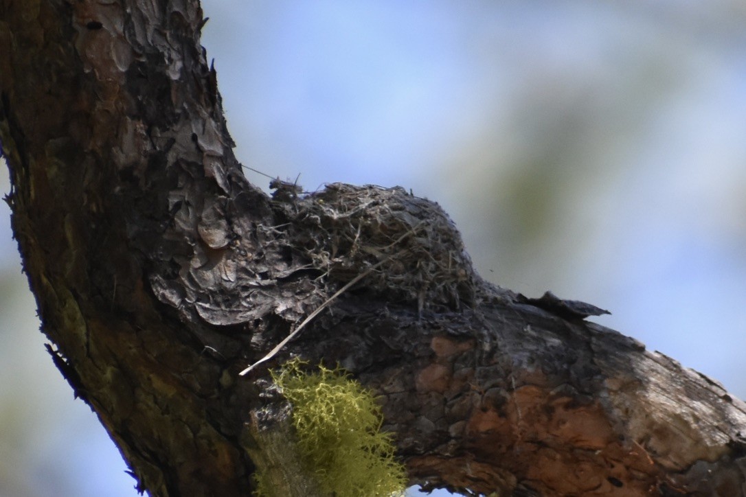 Western Wood-Pewee - ML620495519