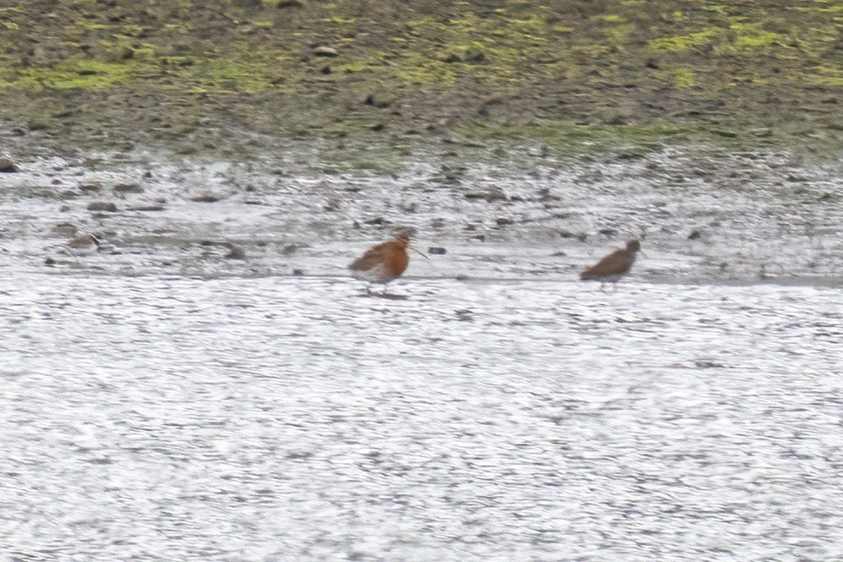 Black-tailed Godwit - Paul Beerman