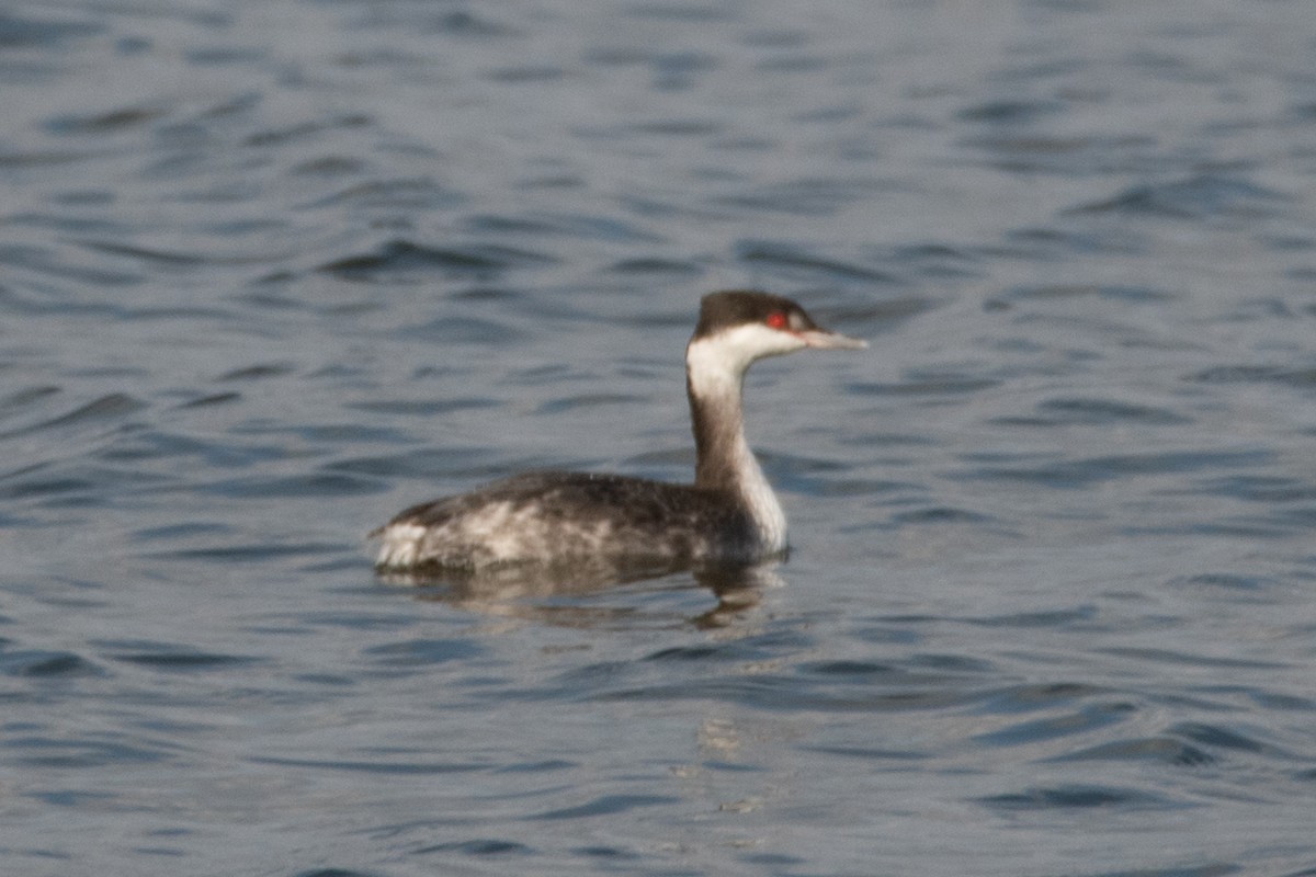 Horned Grebe - Rob Cochran