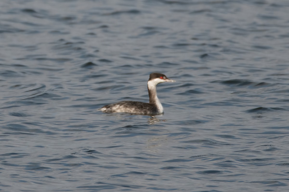 Horned Grebe - ML620495538