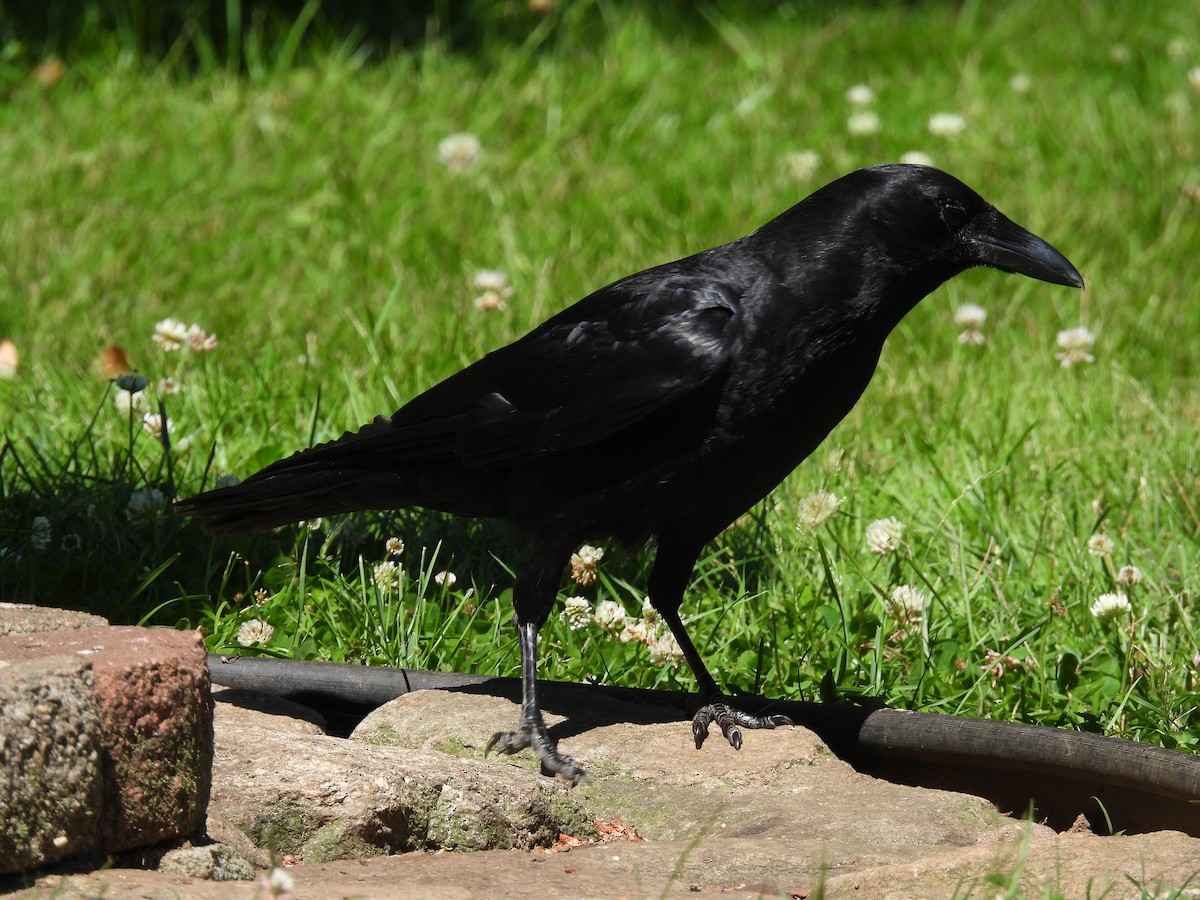 American Crow - ML620495539