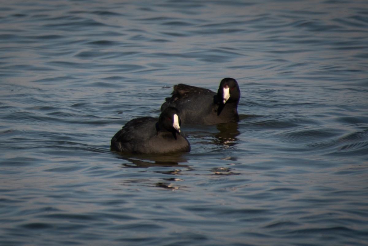 American Coot - ML620495542