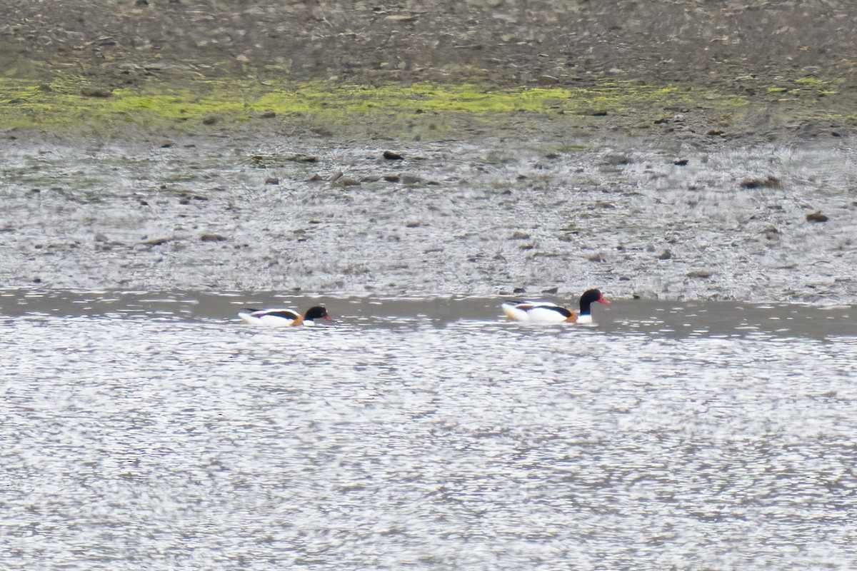 Common Shelduck - ML620495543