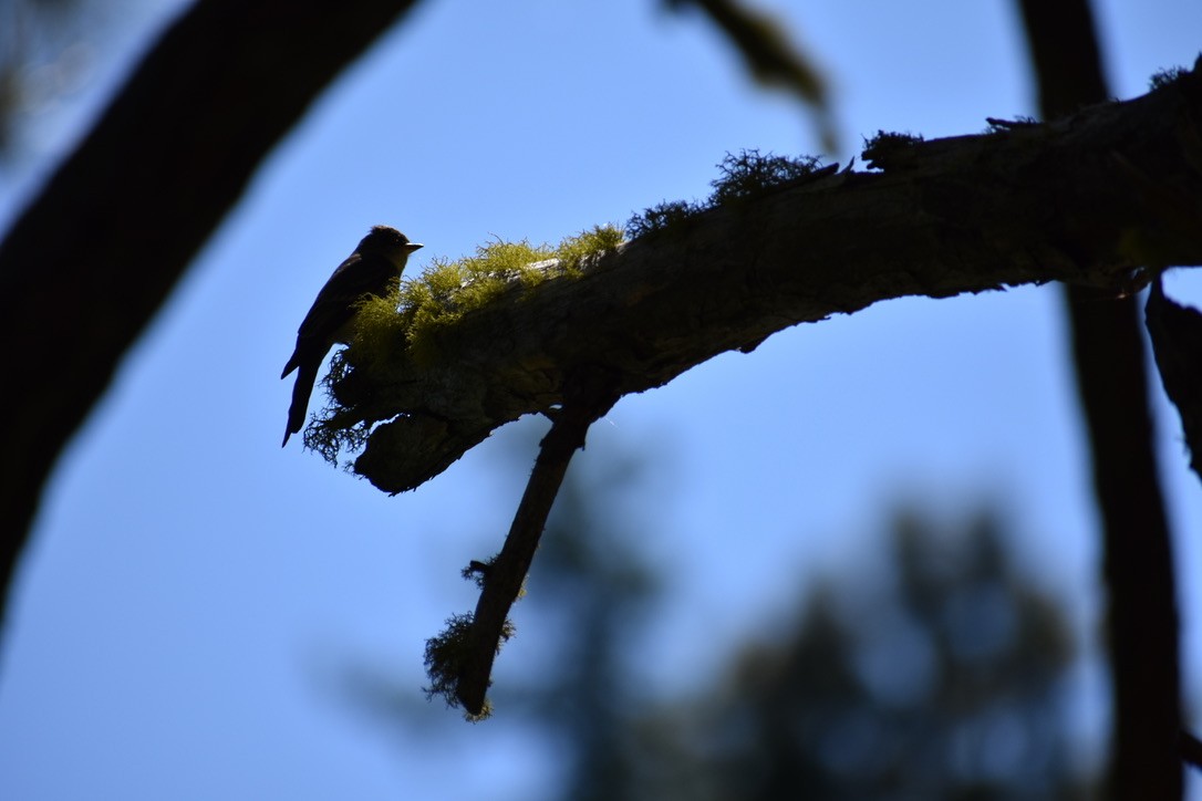 Western Wood-Pewee - ML620495544