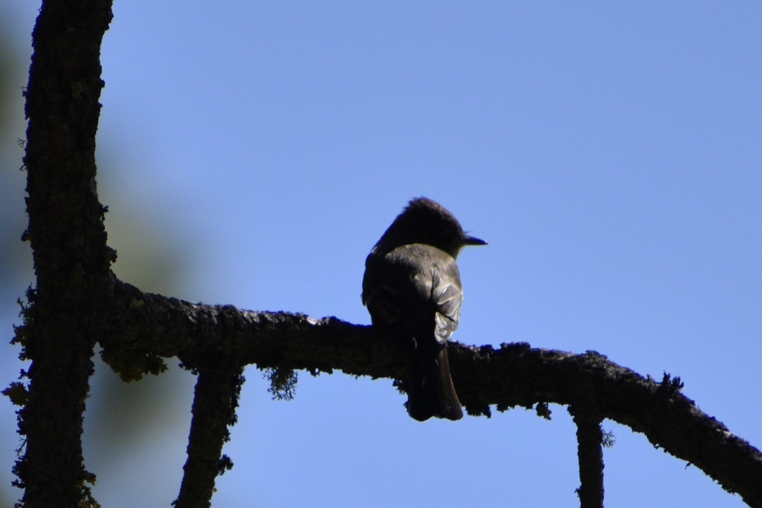 Western Wood-Pewee - ML620495547