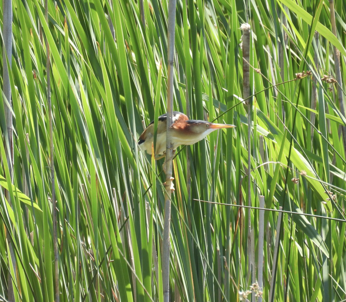 Least Bittern - ML620495548