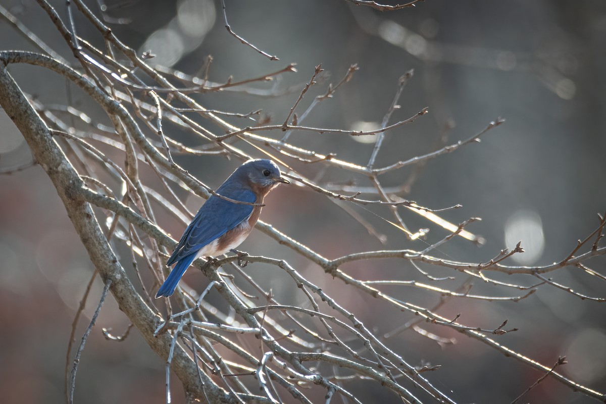 Eastern Bluebird - ML620495551