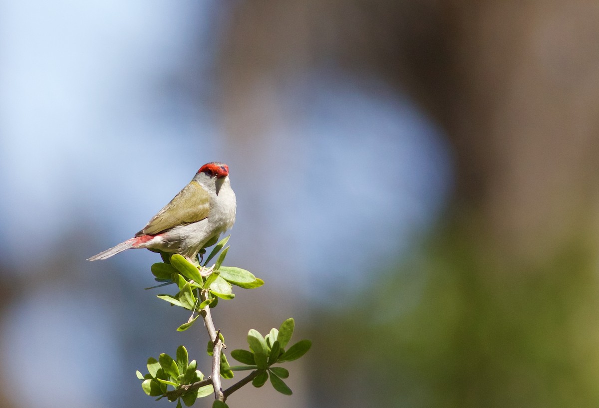 Red-browed Firetail - ML620495553