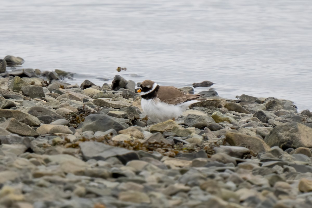 Common Ringed Plover - ML620495554