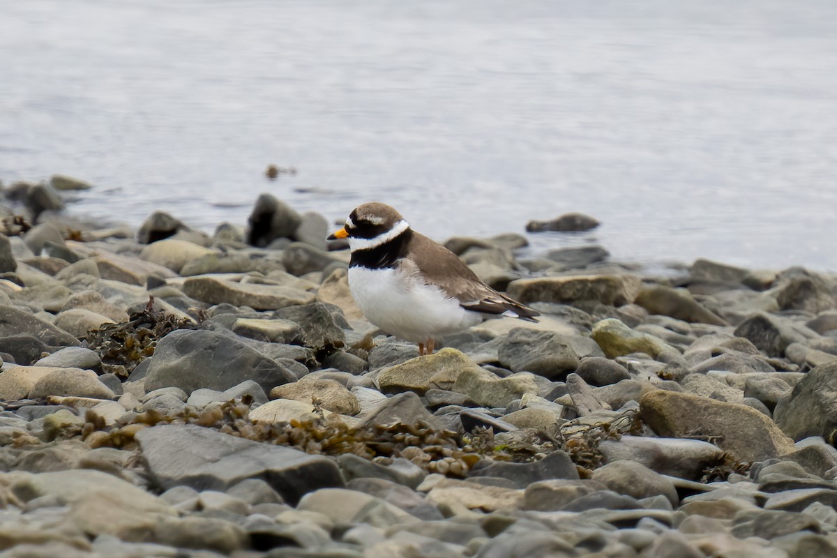 Common Ringed Plover - ML620495555