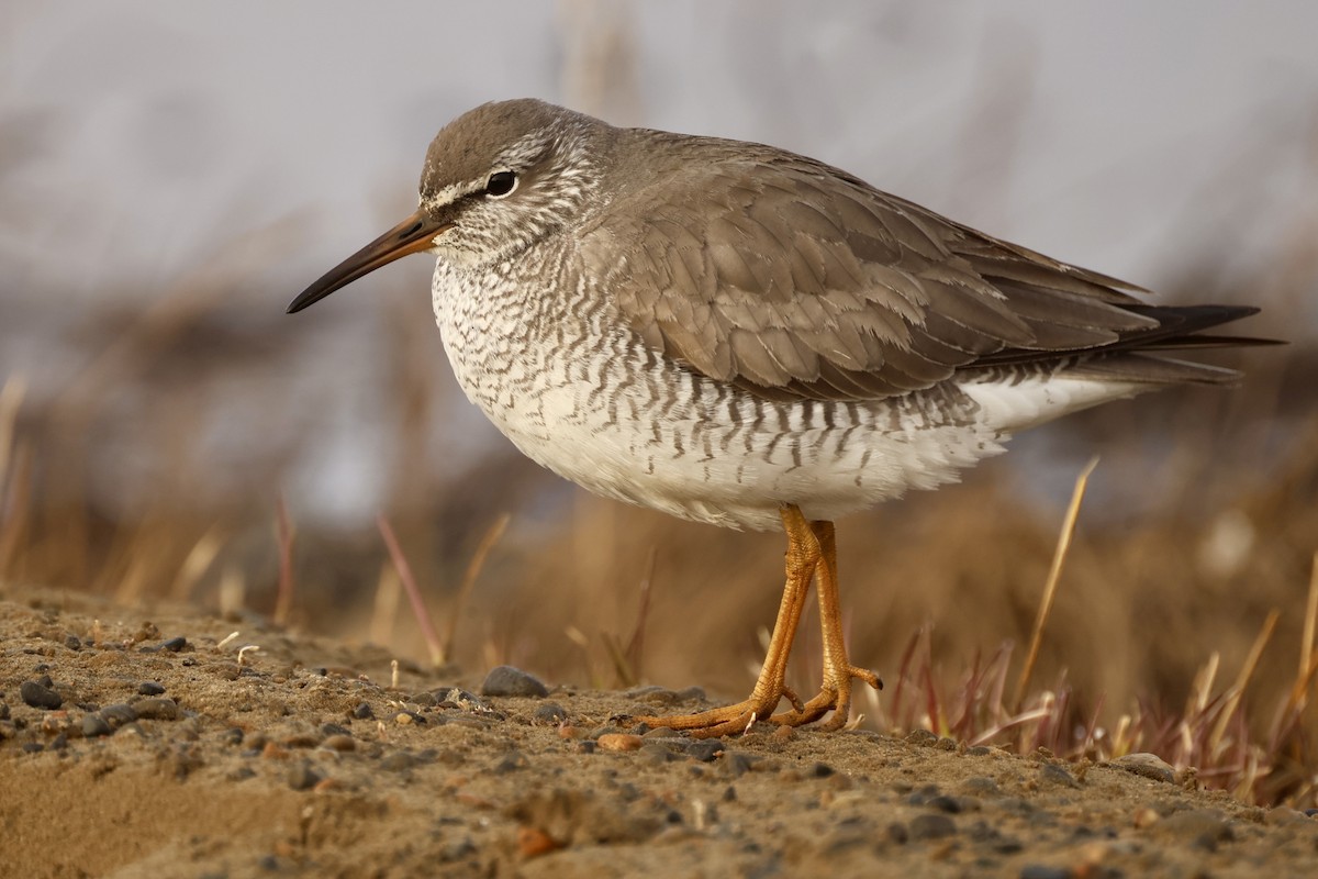 Gray-tailed Tattler - ML620495559