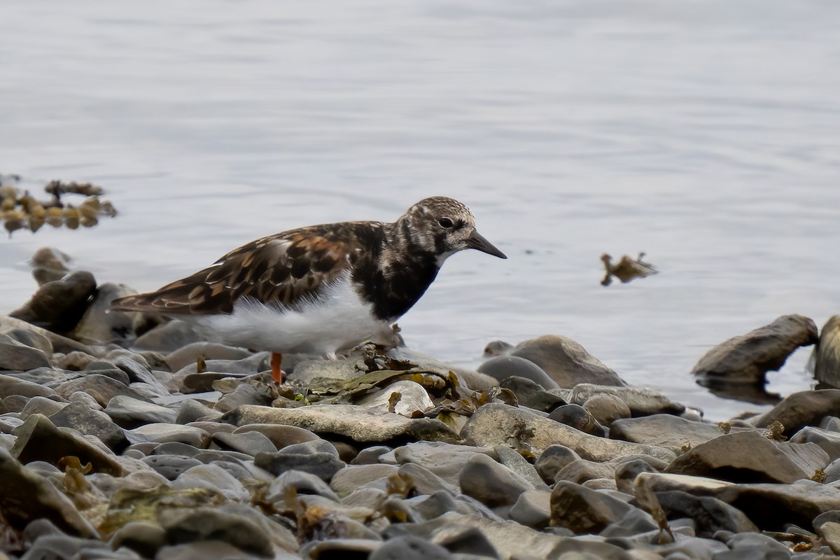 Ruddy Turnstone - ML620495569