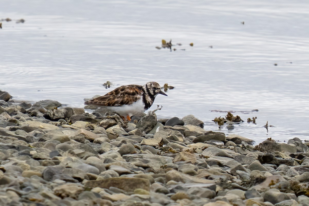 Ruddy Turnstone - ML620495570