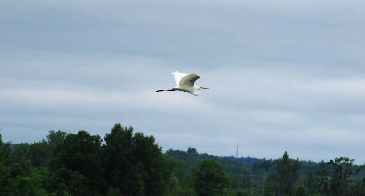 Great Egret - ML620495571