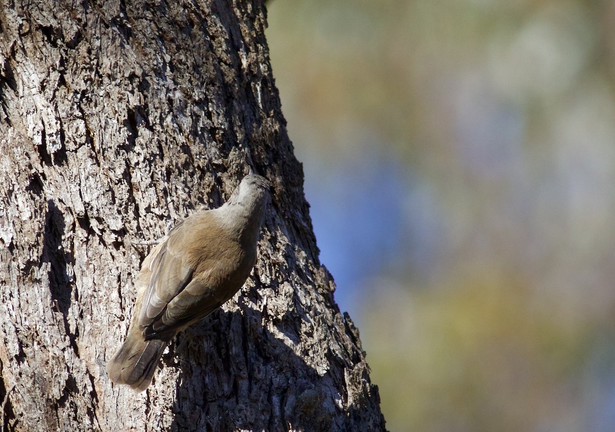 Brown Treecreeper - ML620495577