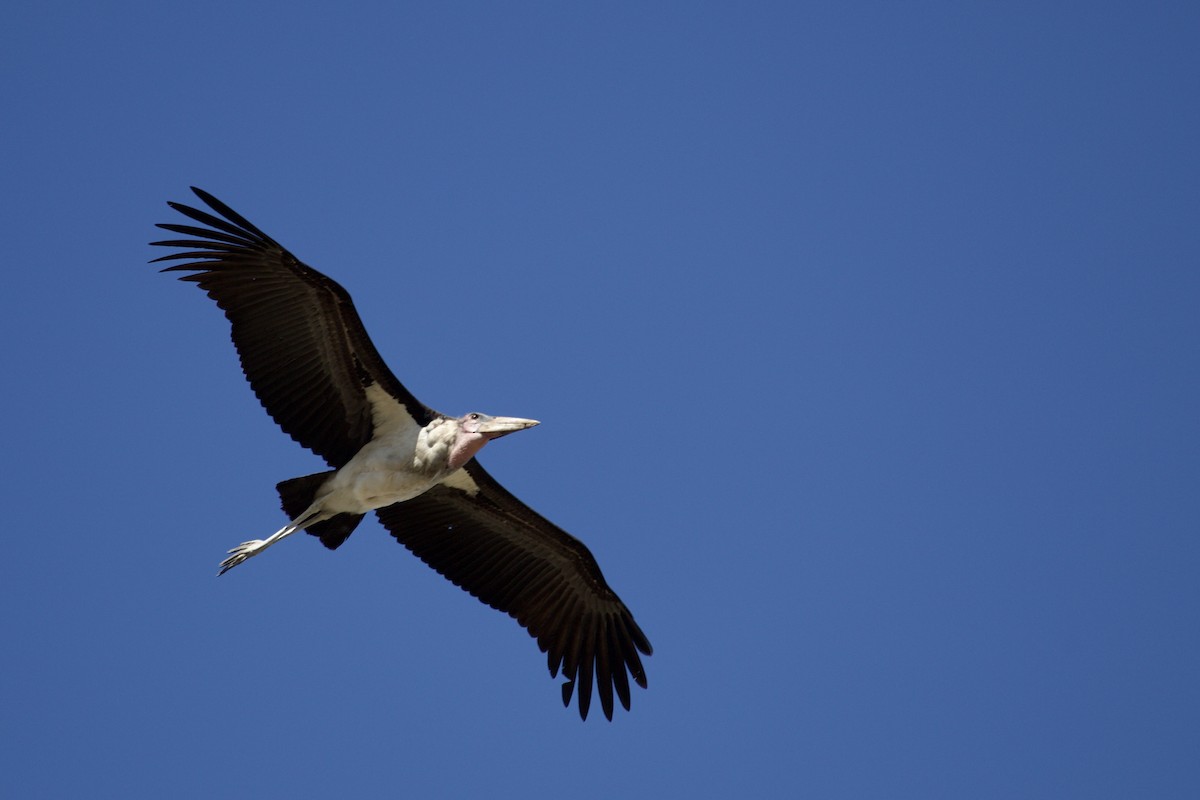 Marabou Stork - ML620495579