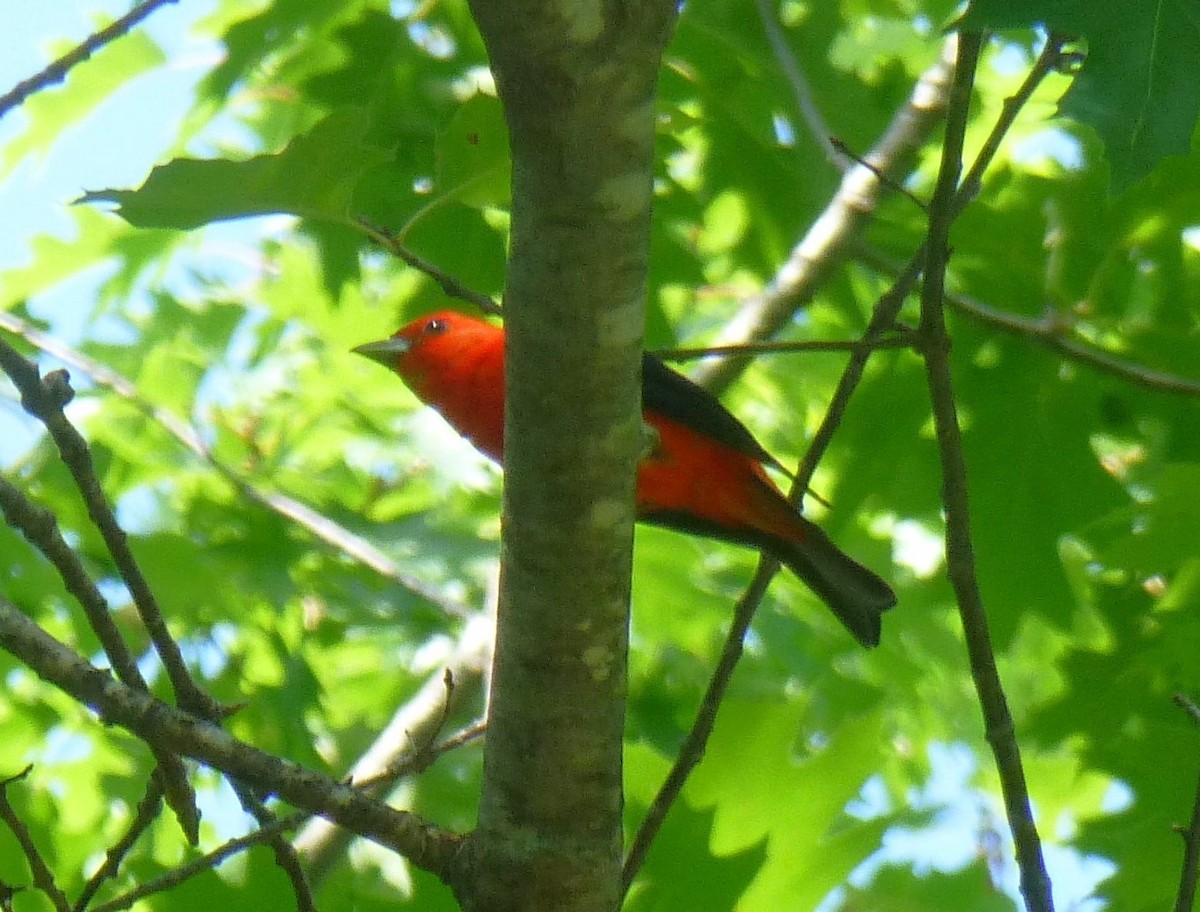 Scarlet Tanager - ML620495580