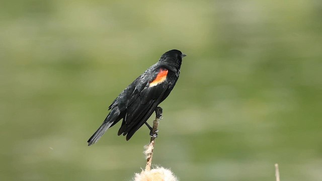 Red-winged Blackbird - ML620495582