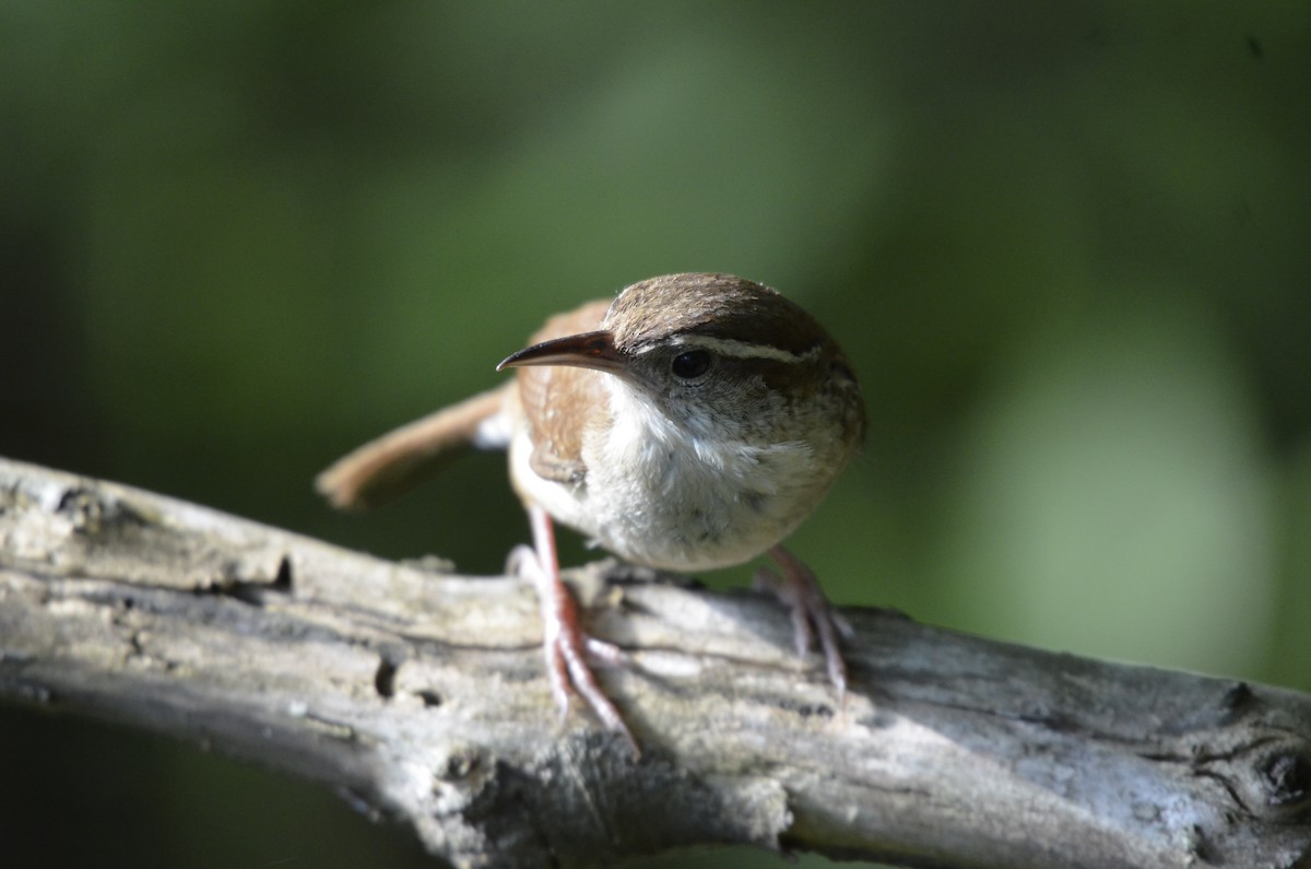 Carolina Wren - ML620495598