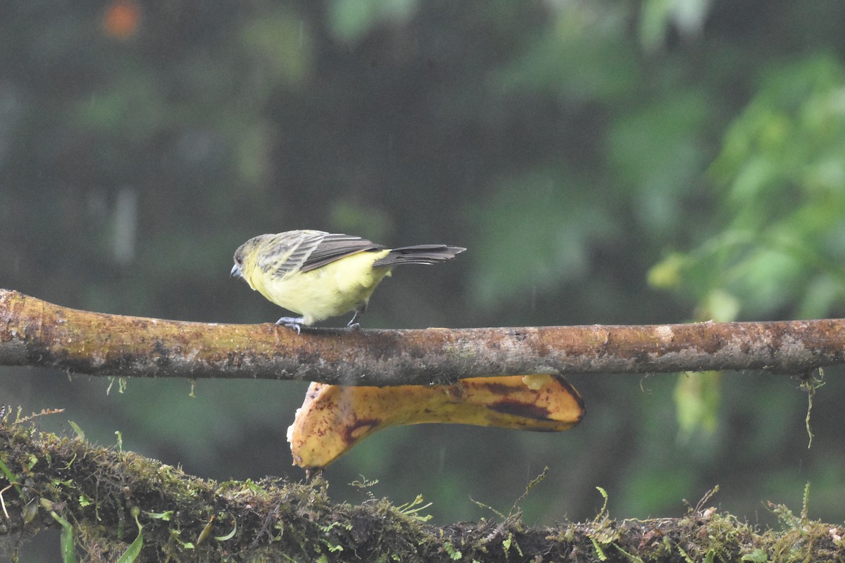 Flame-rumped Tanager - Jerry Davis