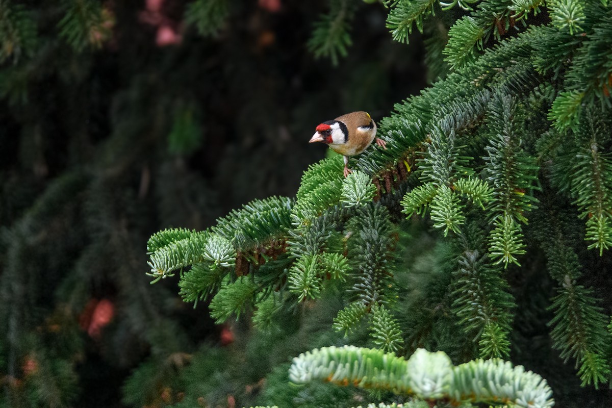 European Goldfinch - ML620495601