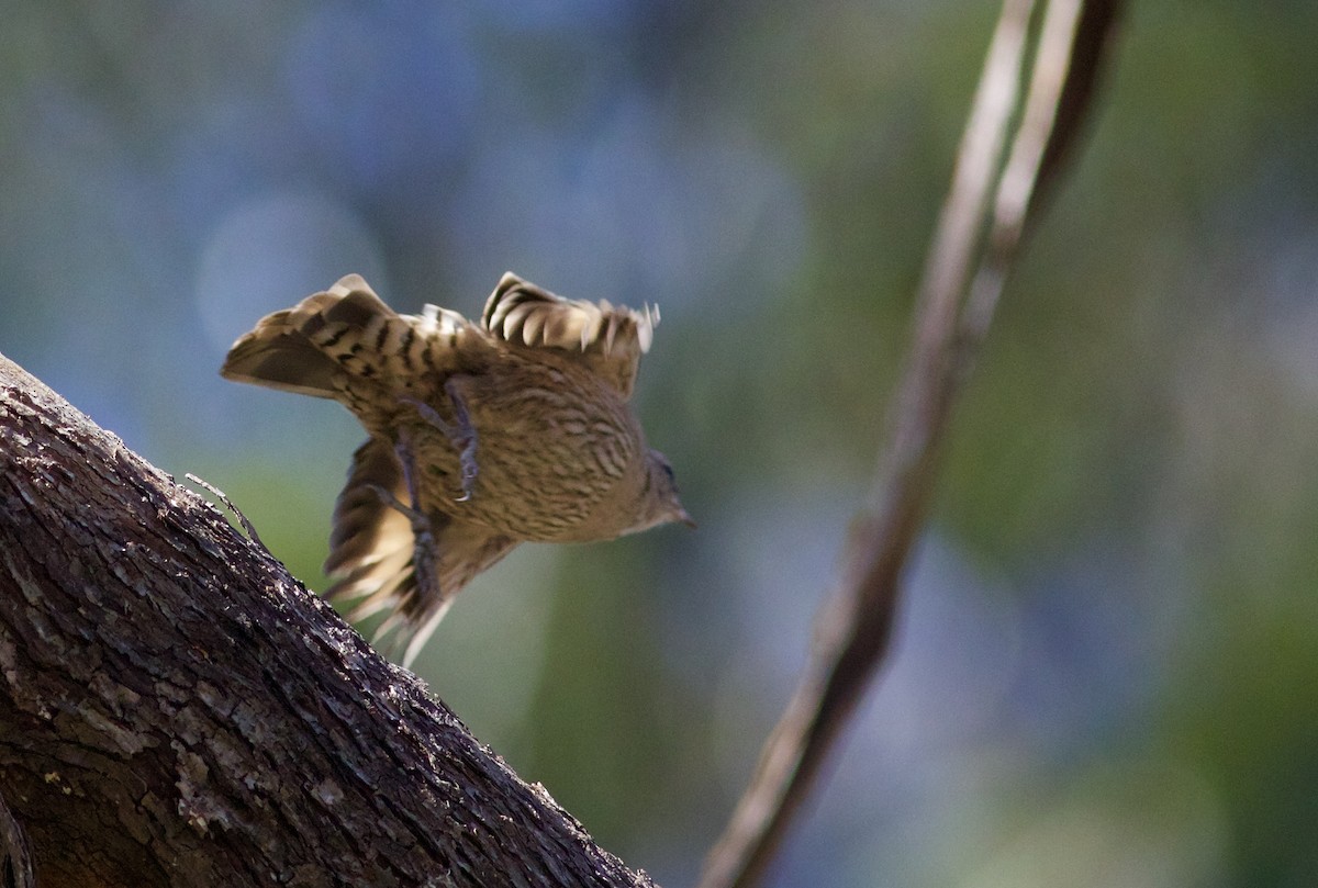 Brown Treecreeper - ML620495603