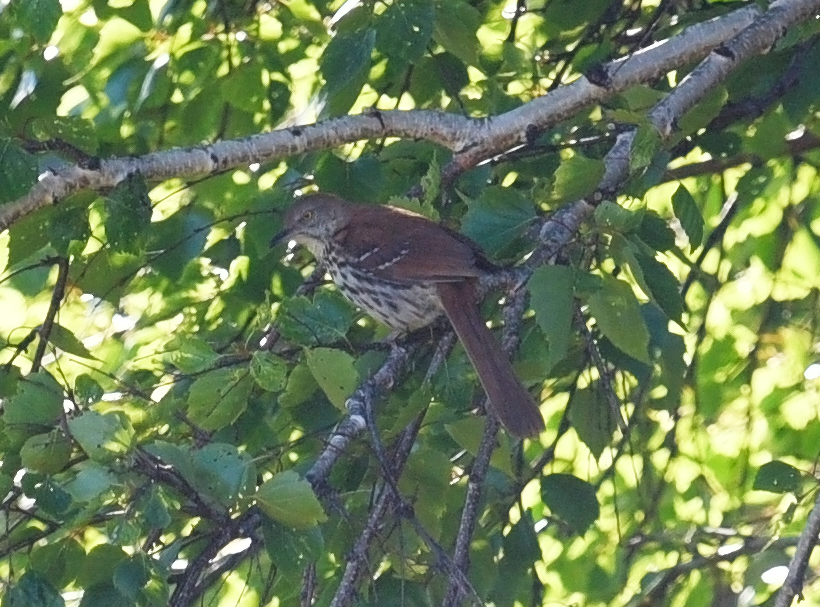 Brown Thrasher - ML620495604