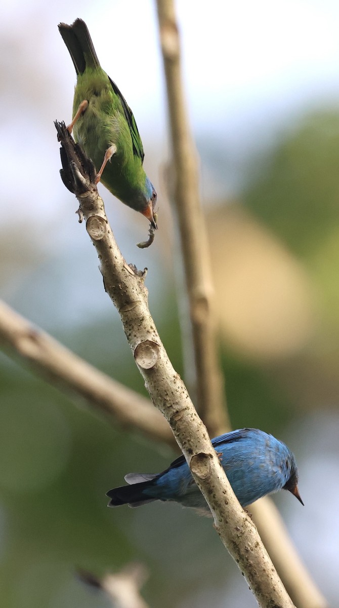 Blue Dacnis - ML620495607