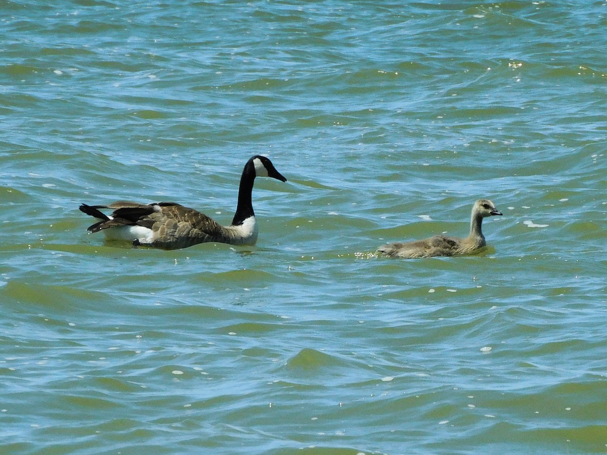 Canada Goose - ML620495612