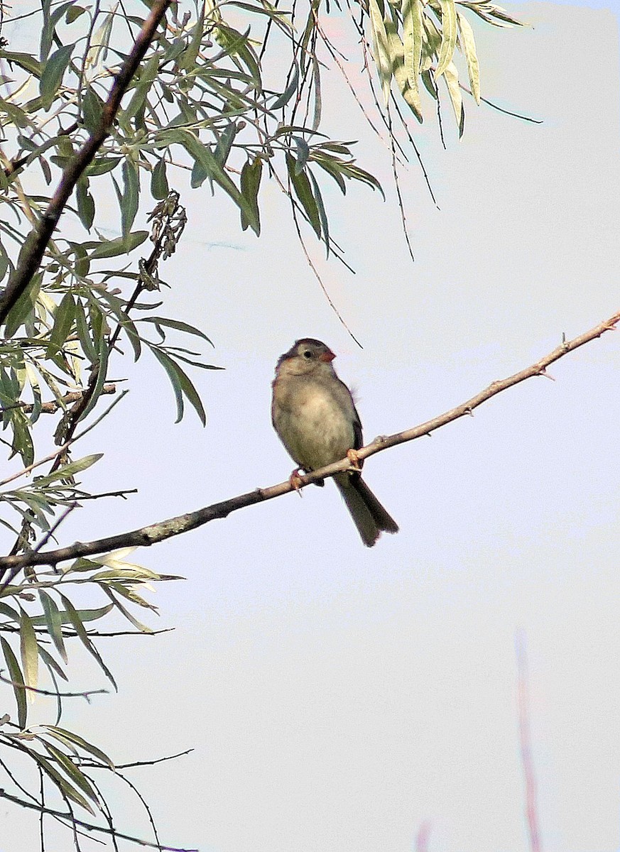 Field Sparrow - ML620495615