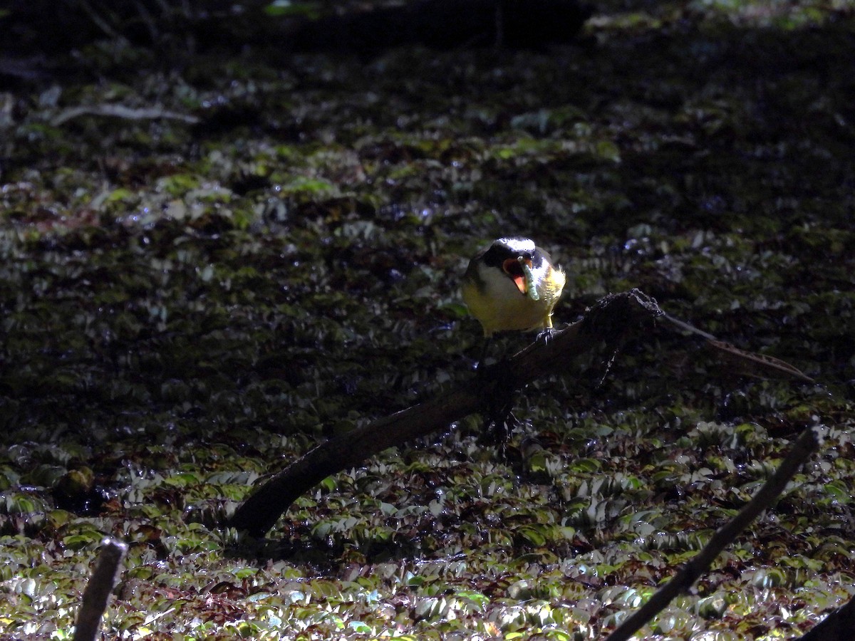 Great Kiskadee - ML620495616