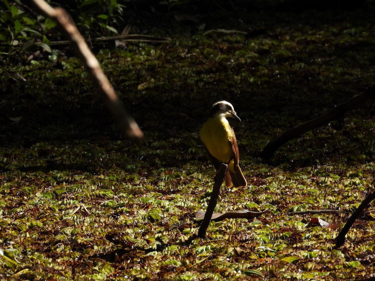 Great Kiskadee - ML620495617