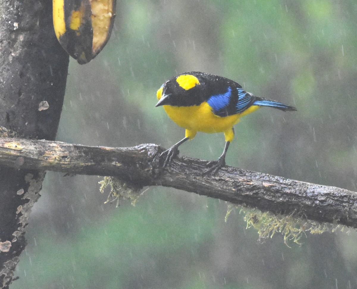 Blue-winged Mountain Tanager - ML620495618