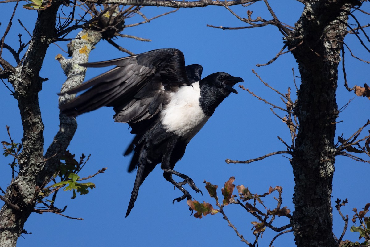 Pied Crow - ML620495624