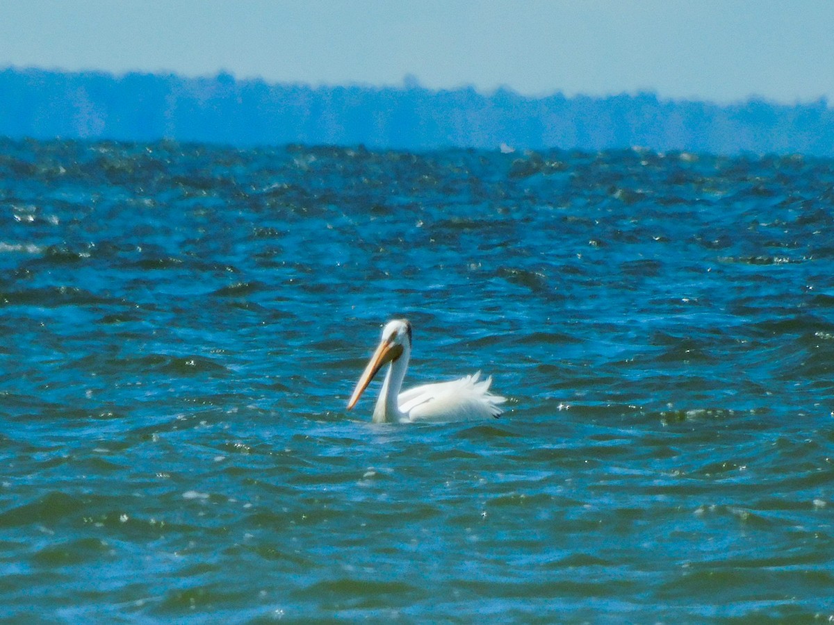 American White Pelican - ML620495626