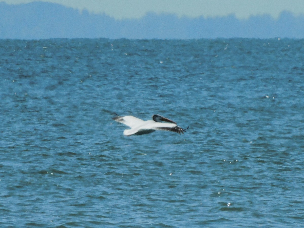 pelikán severoamerický - ML620495627