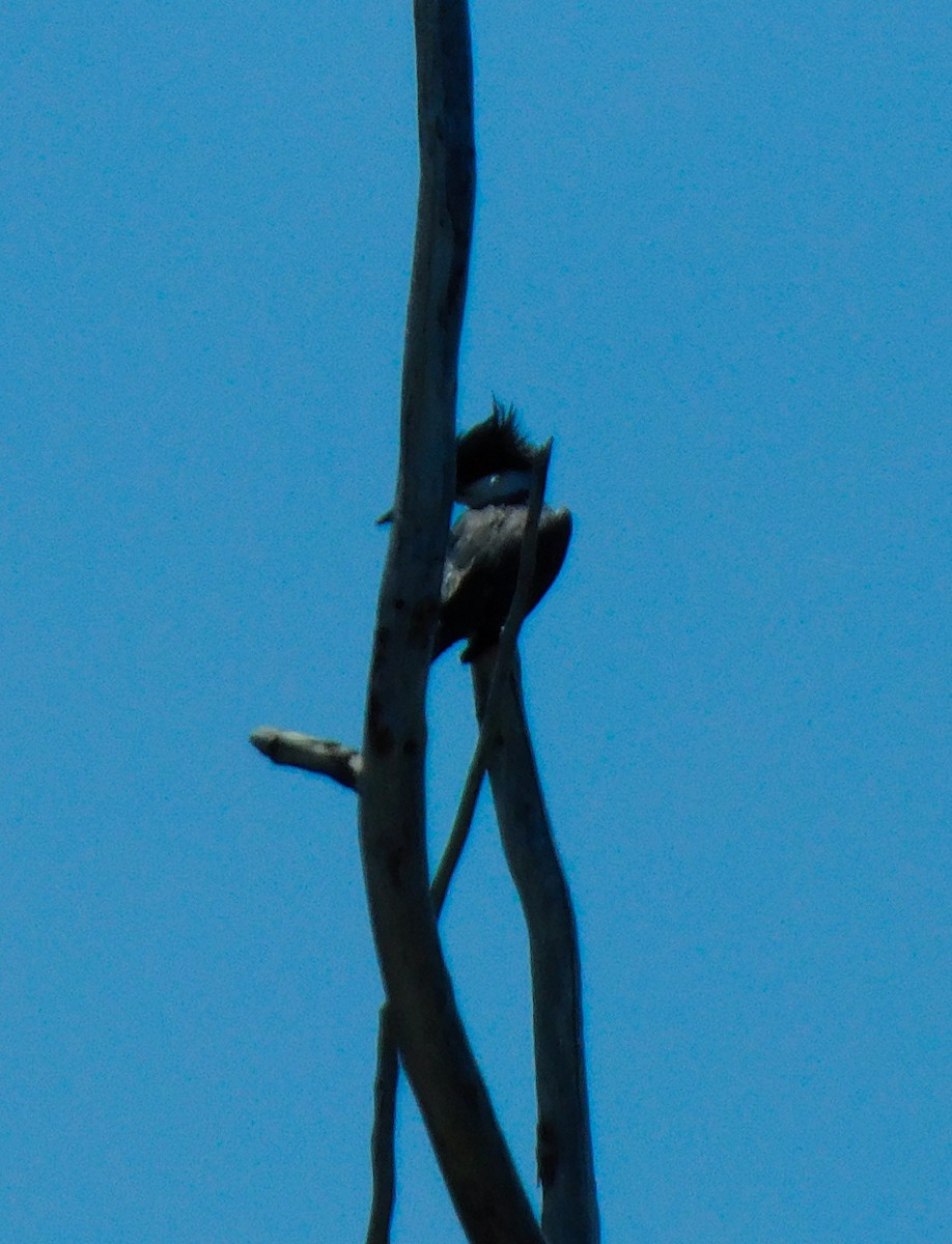 Belted Kingfisher - ML620495631