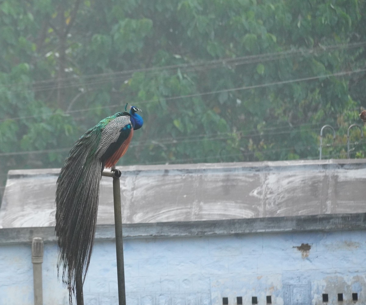 Indian Peafowl - ML620495635