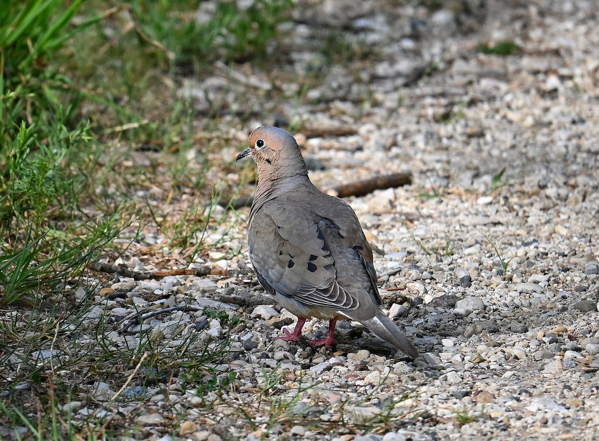 Mourning Dove - ML620495636