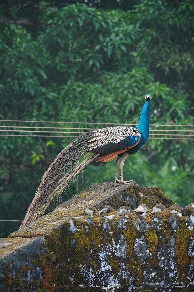 Indian Peafowl - ML620495637