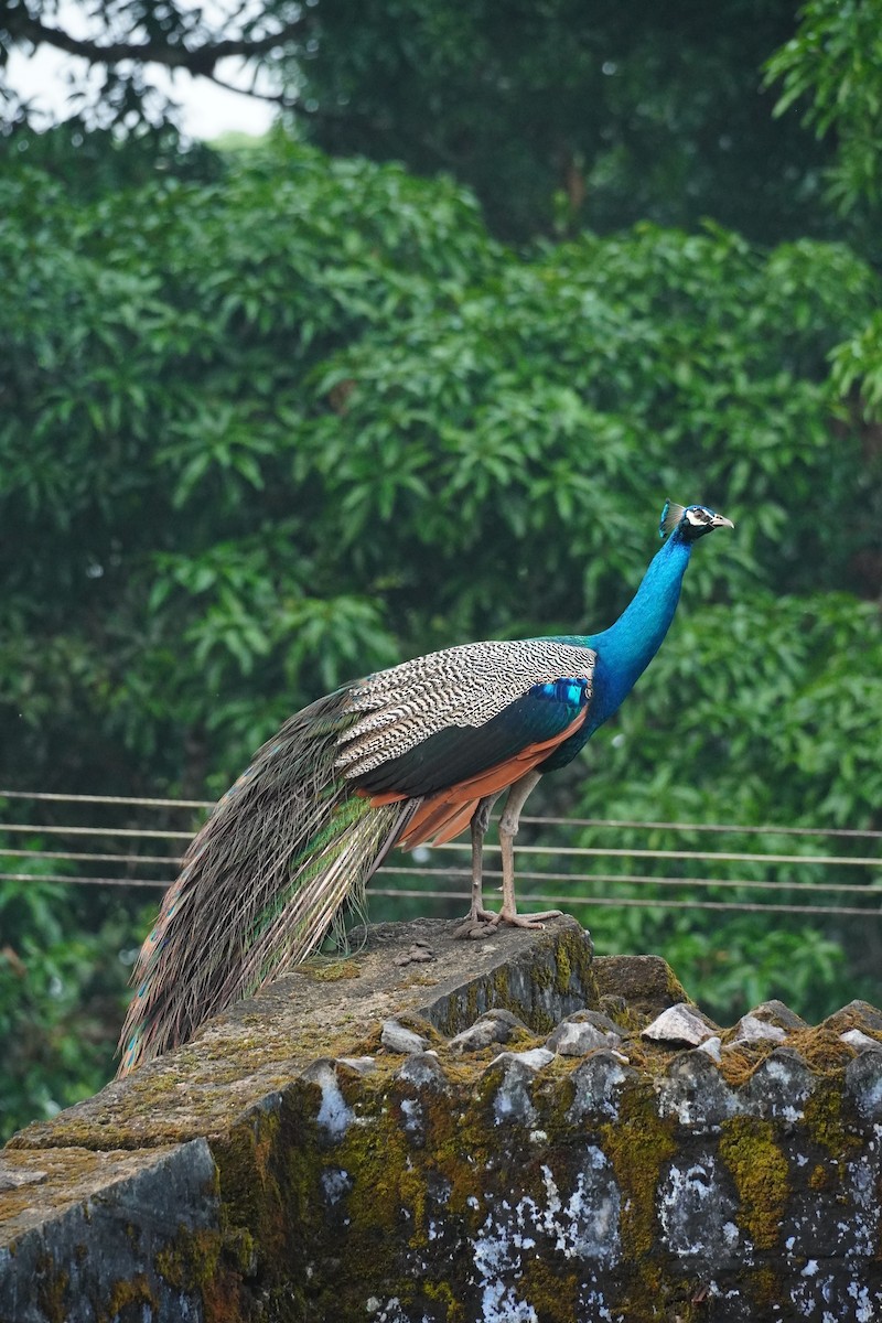 Indian Peafowl - ML620495640