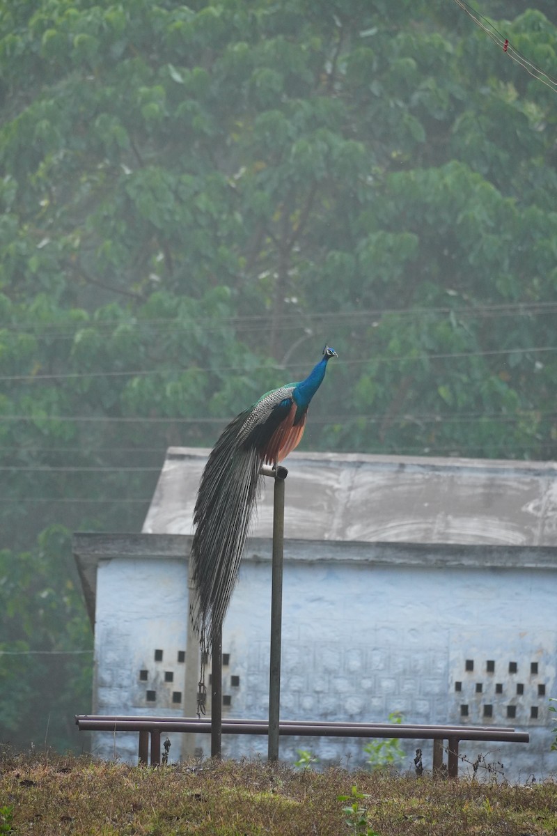 Indian Peafowl - ML620495642