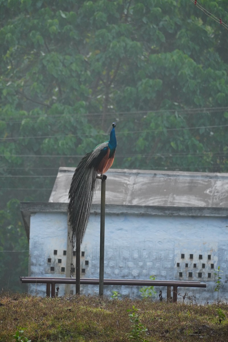 Indian Peafowl - ML620495644