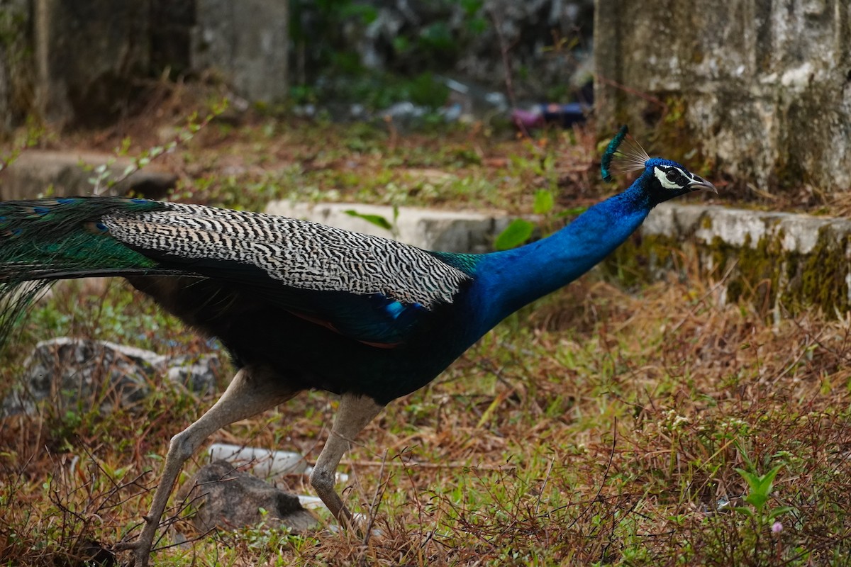 Indian Peafowl - ML620495645