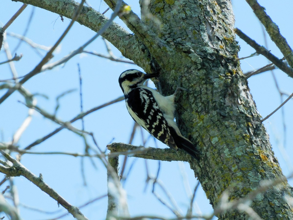 Hairy Woodpecker - Briar Greisinger